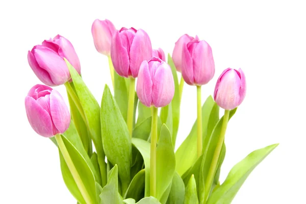 Pink tulips in closeup — Stock Photo, Image