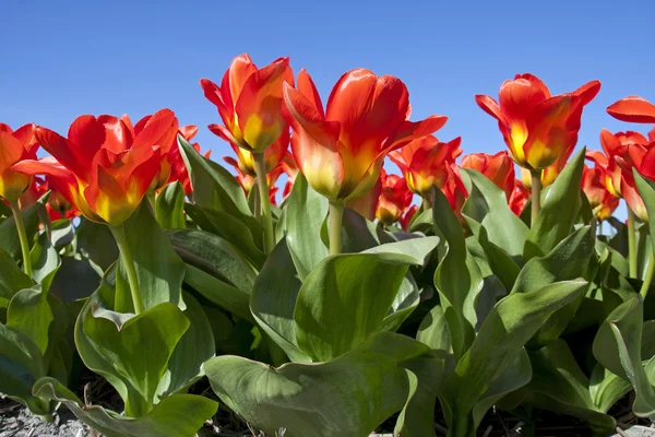Vakre, nederlandske tulipaner – stockfoto