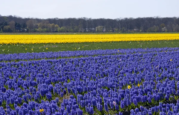Dutch bulb field — Stock Photo, Image