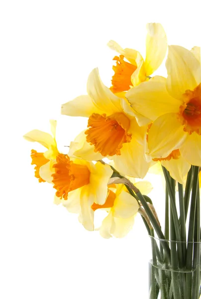 Amarelo com flores laranja daffodil — Fotografia de Stock