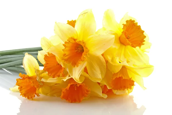 Żółty z pomarańczowym kwiaty żonkil — Zdjęcie stockowe