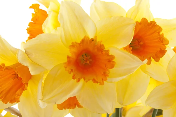 Amarillo con flores de narciso naranja — Foto de Stock