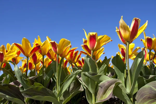 Lukking av tulipaner – stockfoto