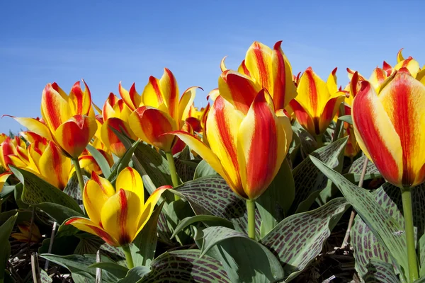 Vakre, nederlandske tulipaner – stockfoto