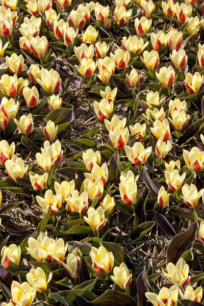 Closeup of tulips — Stock Photo, Image