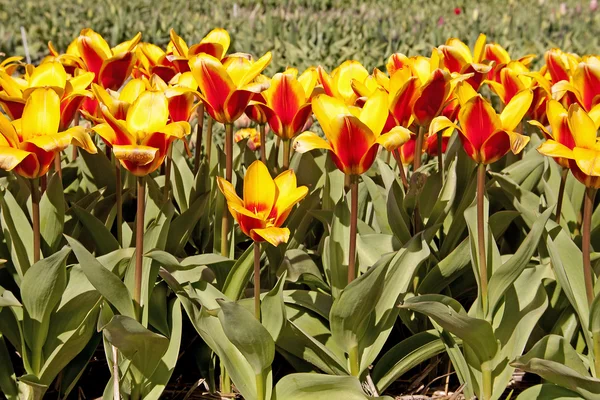 Nederlandske tulipaner – stockfoto