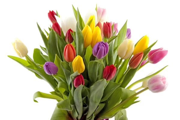 Colorul tulipas holandesas em close-up — Fotografia de Stock
