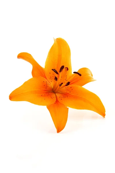 Оранжевый цветок лилии крупным планом — стоковое фото