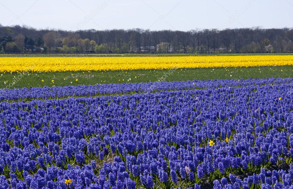 Dutch bulb field
