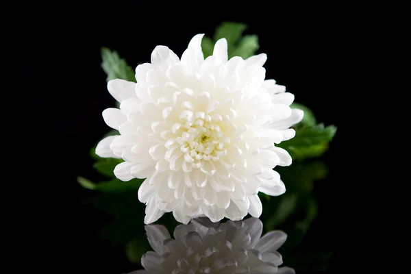 Belle fleur blanche Dahlia — Photo