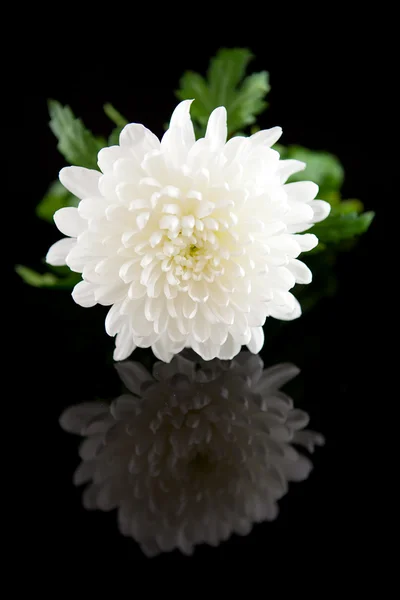 Mooie whita dahlia bloem — Stockfoto