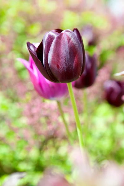 Purple Dutch tulip — Stock Photo, Image