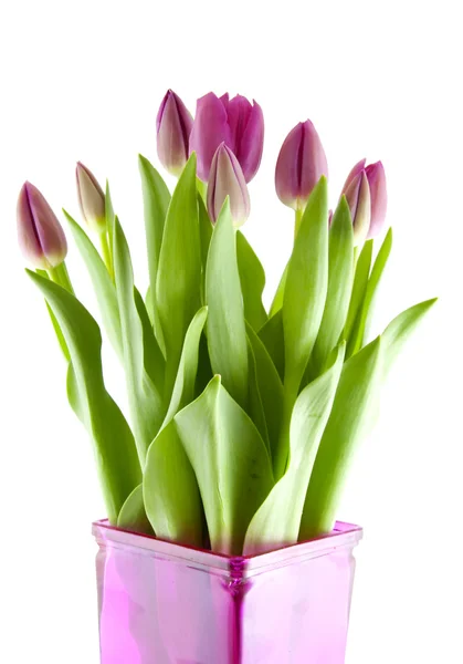 Rosa holländische Tulpen — Stockfoto