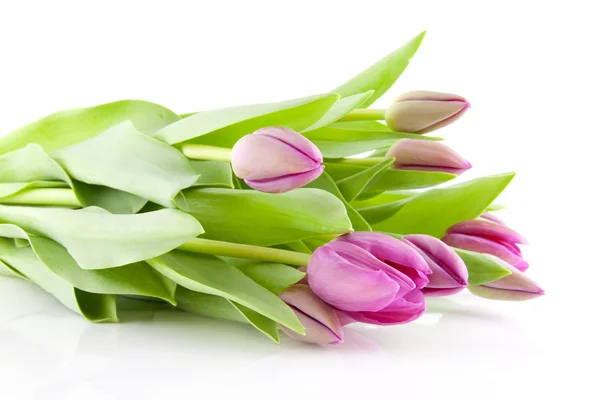 Rosa-Dutch-tulipaner – stockfoto