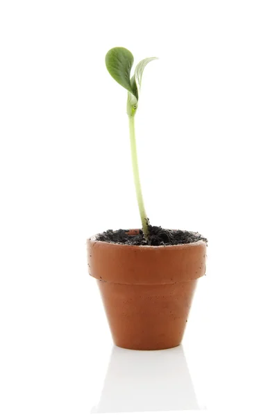Pequena planta nova no potenciômetro, vida nova — Fotografia de Stock