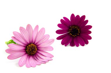 iki pembe papatya çiçeği