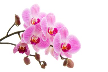 pembe phalaenopsis orkide