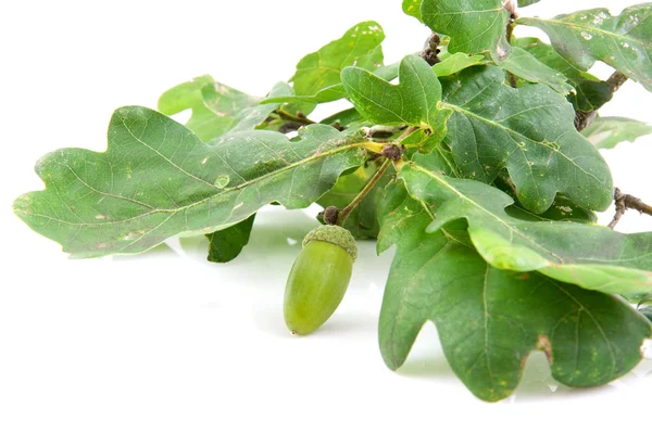 Oak leaf with acorn — Stock Photo, Image