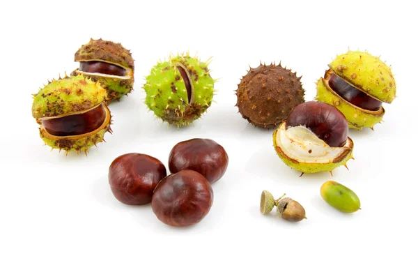 Autumn look with chestnuts — Stock Photo, Image