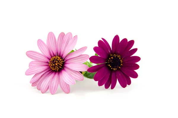 Två rosa daisy blommor — Stockfoto