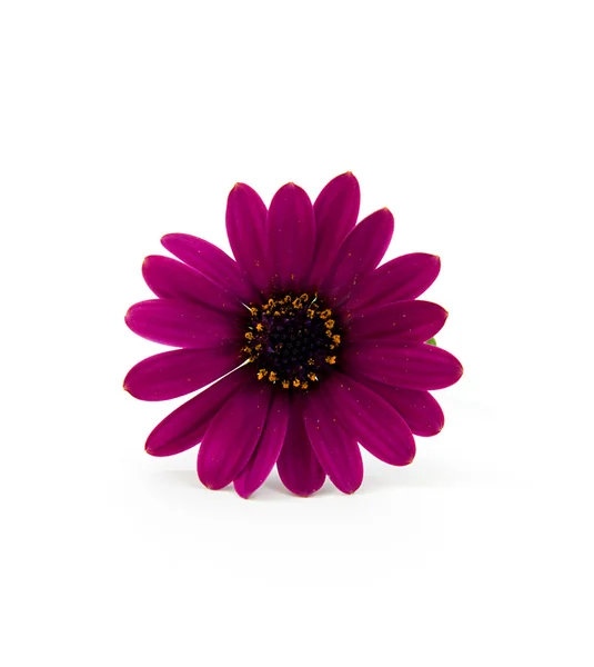 En lila daisy — Stockfoto