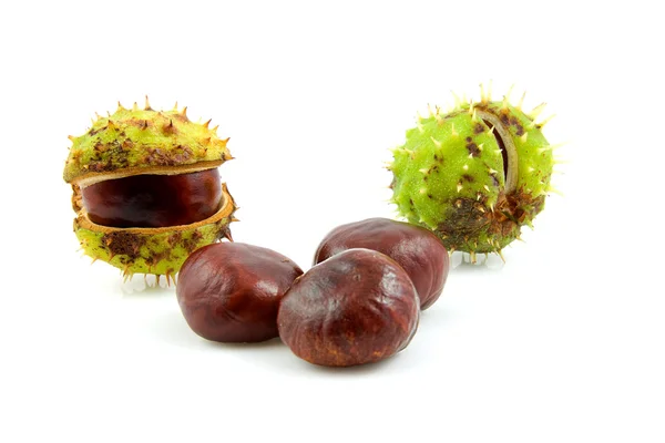 Autumn look with chestnuts — Stock Photo, Image