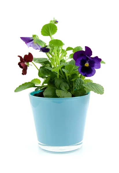 Viola blommor i kruka — Stockfoto