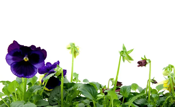 Viola flower in a row — Stock Photo, Image