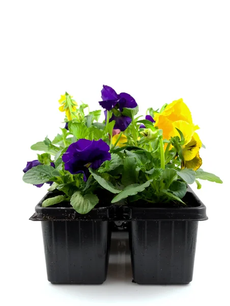Viola květinová připraven pro zahradnictví — Stock fotografie