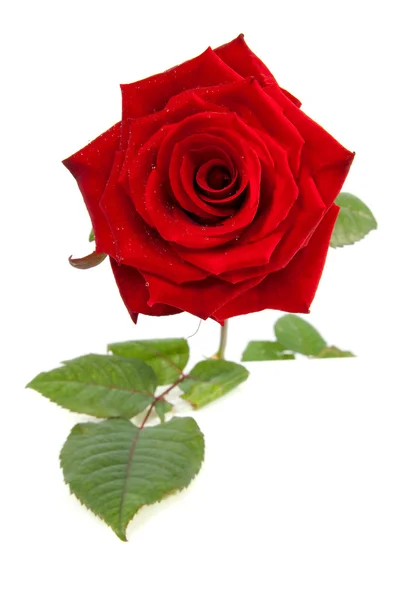 Όμορφο κόκκινο τριαντάφυλλο — Φωτογραφία Αρχείου