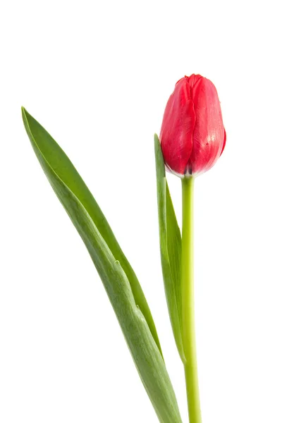 Red tulip in closeup — Stock Photo, Image