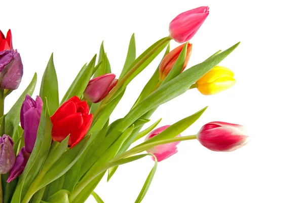 Kolorowe tulipany holenderski — Zdjęcie stockowe
