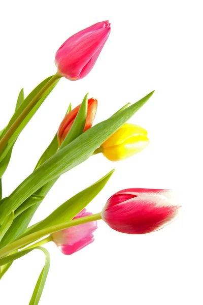Színes holland tulipán — Stock Fotó