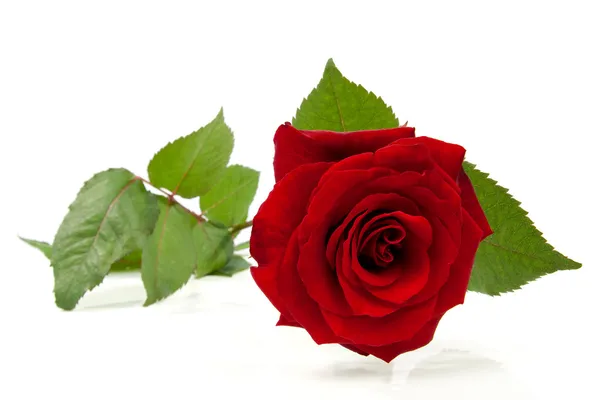 Bella rosa rossa — Foto Stock