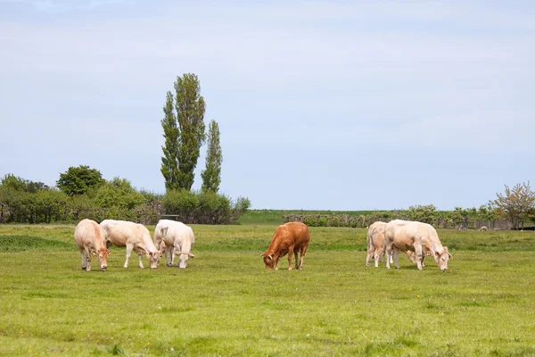 Holandská krajina s krávy — Stock fotografie