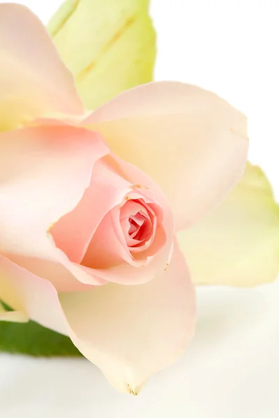 Rosa rosa em close-up — Fotografia de Stock