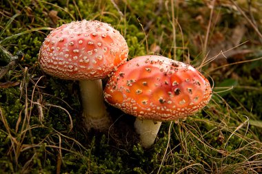 sinek mantarı (amanita muscaria))