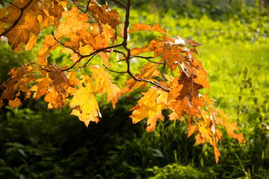 sonbahar yaprakları