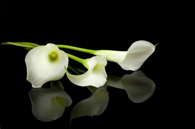 White Calla lilly flowers clipart