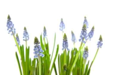 Muscari botryoides aka Mavi üzüm