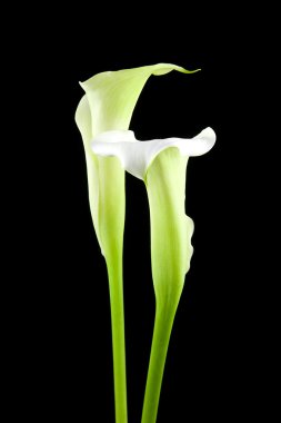 Beautiful white Calla lilies clipart