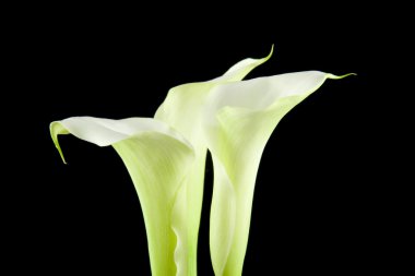 White Calla flower in closeup clipart