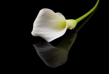 Beautiful white Calla lilies clipart