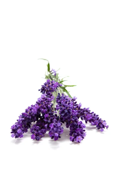 Gezupfter Lavendel — Stockfoto