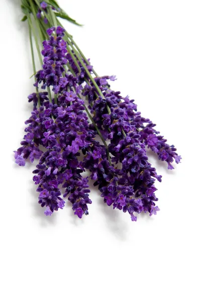 Plucked lavender — Stock Photo, Image