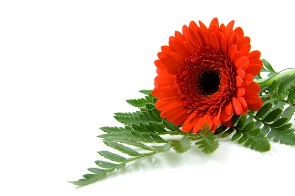 Красный цветок Гербера на листе крупным планом — стоковое фото