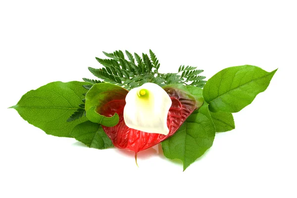 에 화이트 칼라 릴리 꽃 잎 — 스톡 사진
