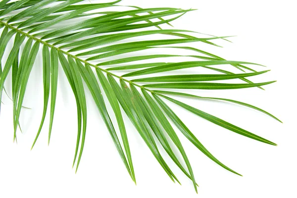 Palmunlehdet — kuvapankkivalokuva