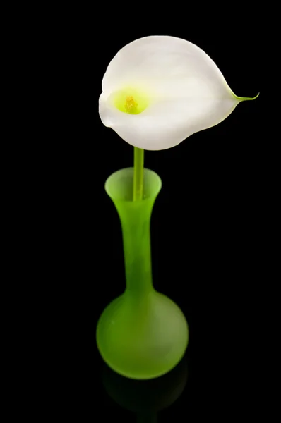 緑色の花瓶で白のオランダカイウ リリー花 — ストック写真