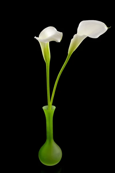 白色马蹄莲莉莉花在绿色花瓶 — 图库照片